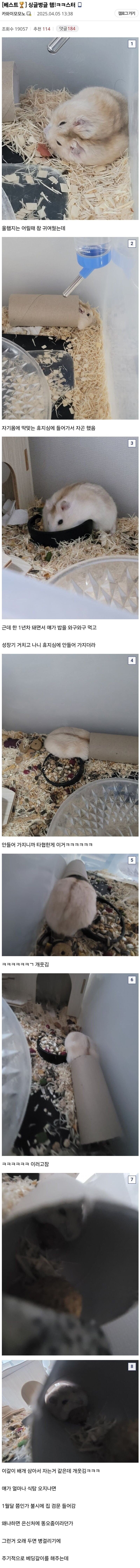 10년간 햄스터 키우기 한우물만 판 디시인