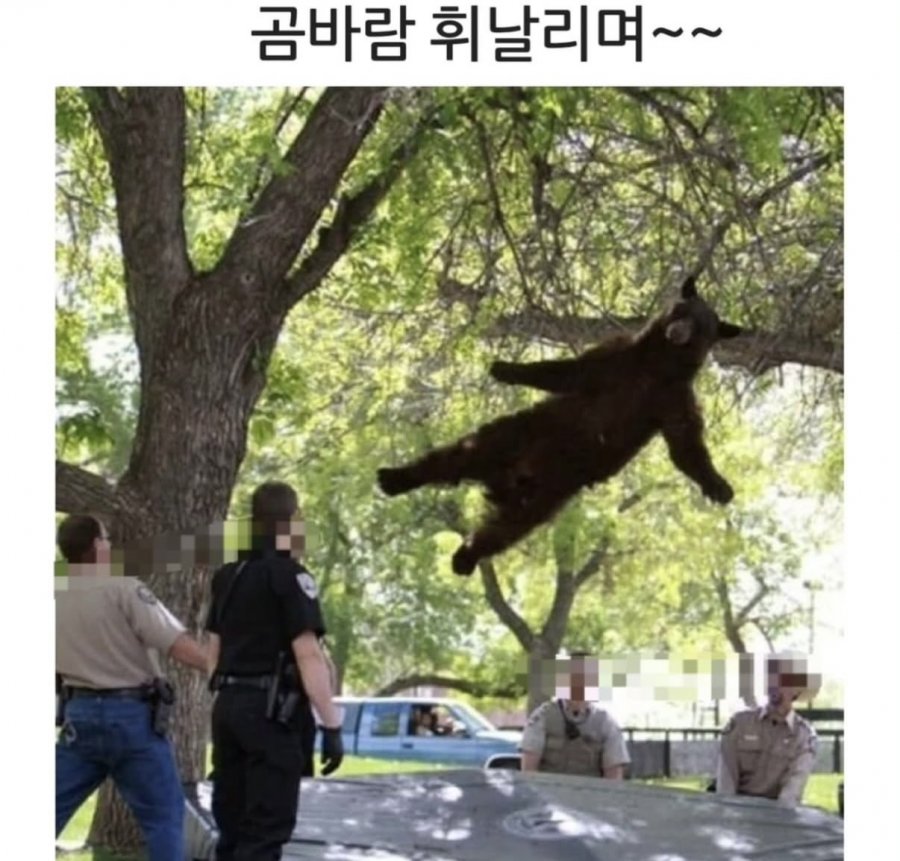 곰바람 휘날리며~~