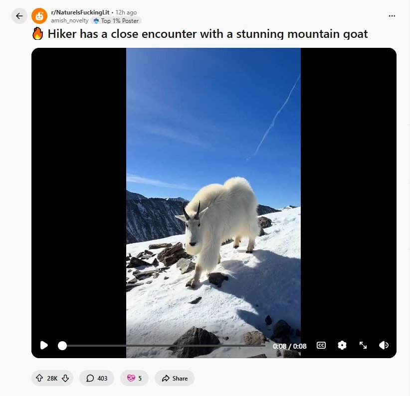 레딧서 핫한 동물 모습..mp4