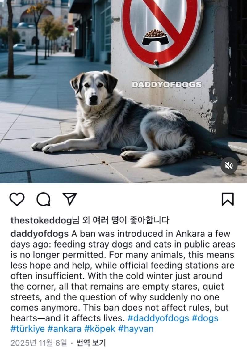튀르키예에서 이스탄불 말고도 길고양이 피딩 규제하는 곳이