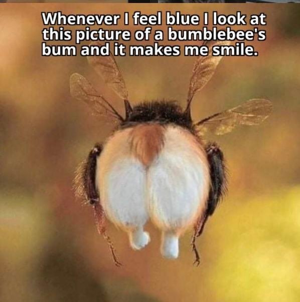 슬플땐 엉덩이나 보고 가시죠