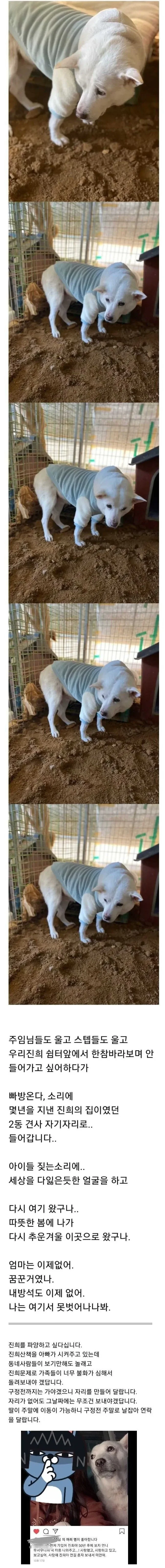 강아지 파양 후 인스타질.jpg