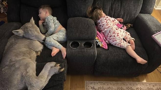 한겨울 태어난 송아지를 집 안에 들였더니