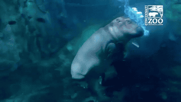 아직도 하마에 대해 모르는 사람이 많은 정보.gif