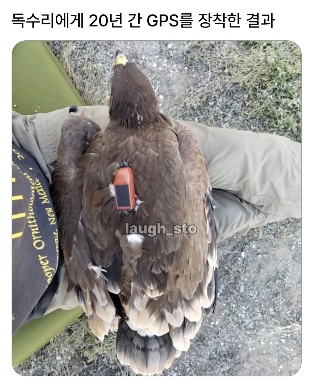 독수리에게 20년간 GPS를 달아보았다