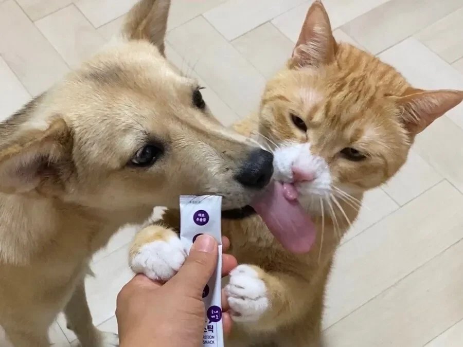 고양이 강아지 남매의 혀 크기 차이