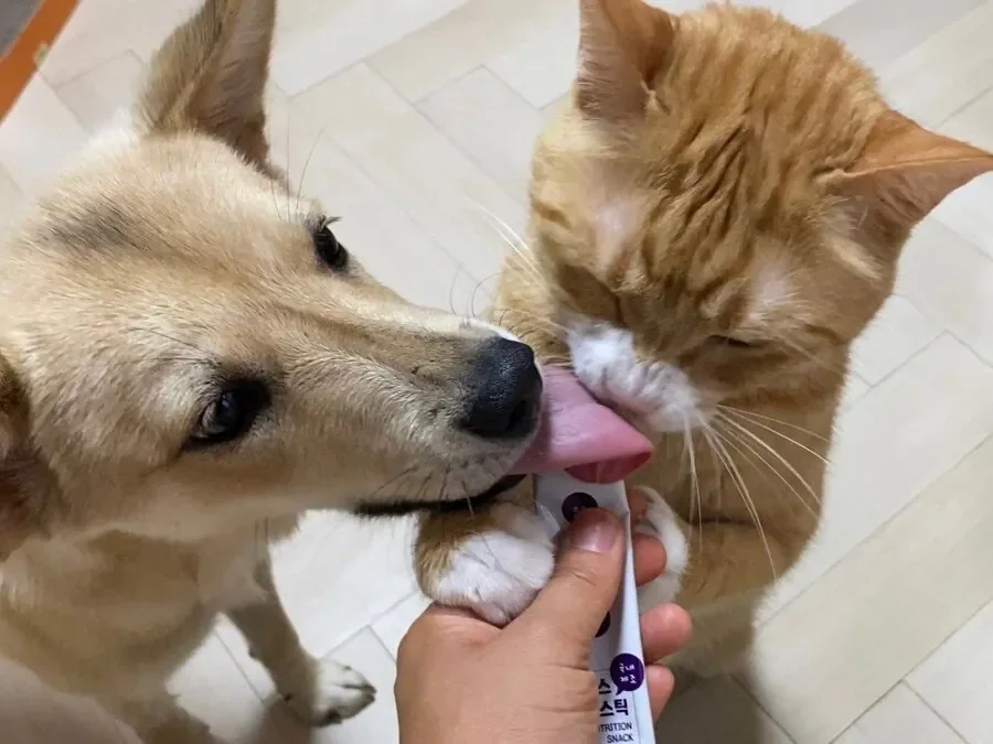 고양이 강아지 남매의 혀 크기 차이