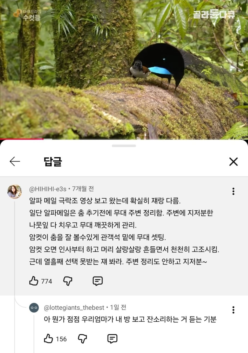 선택받은 극락조와 그렇지 않은 극락조의 차이