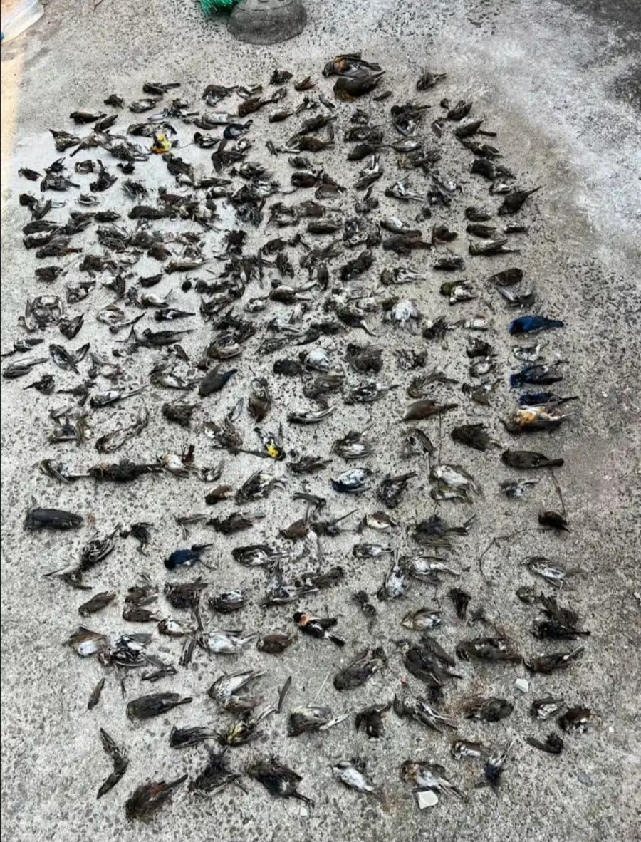 길고양이에게 죽은 새들