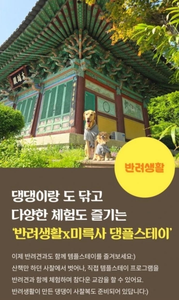 개판인 댕플스테이