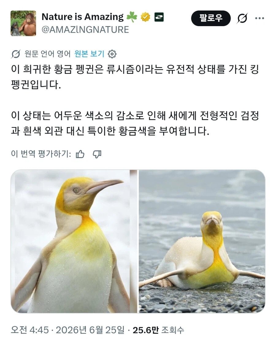 아주 낮은 확률로 나타난다는 골드킹 펭귄