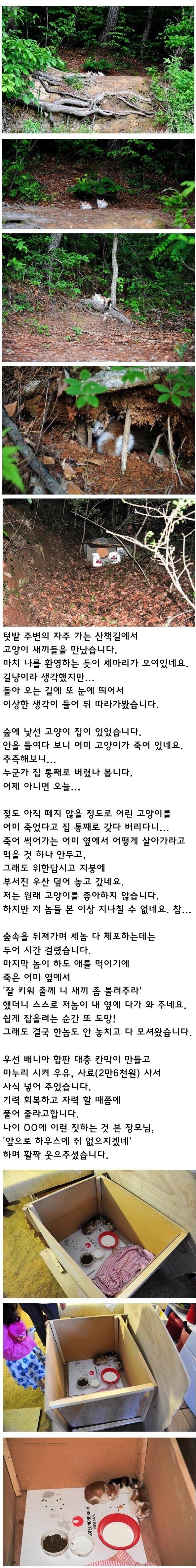 산에서 버려졌던 고양이 구출했던 아빠