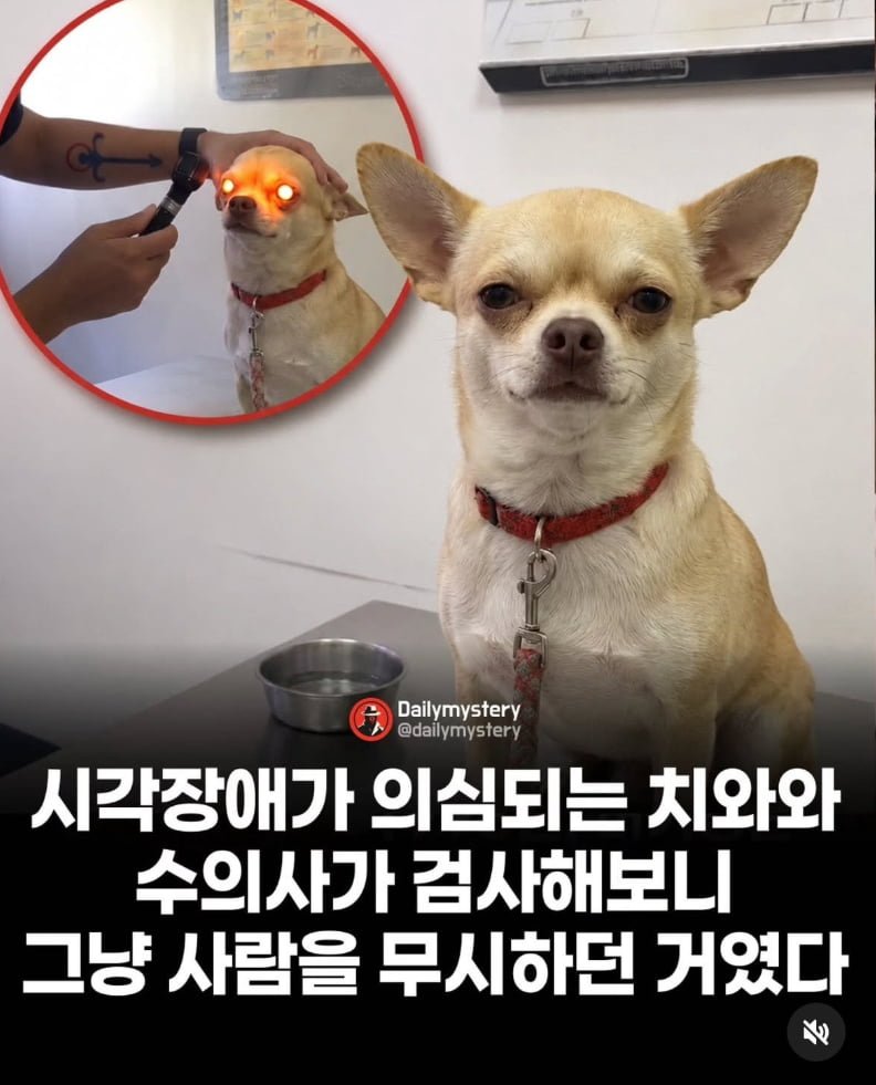 시각장애가 의심되는 치와와, 검사해보니