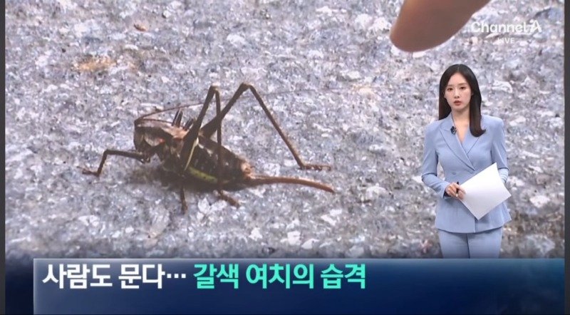 얘들아 러브버그 말고 더 혐오스러운거 다가온대;;