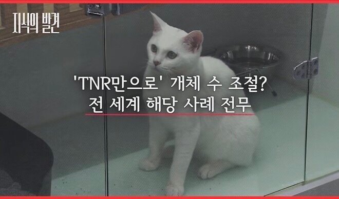 길냥이도 집냥이도 반토막? 고양이에게 대체 무슨 일이?