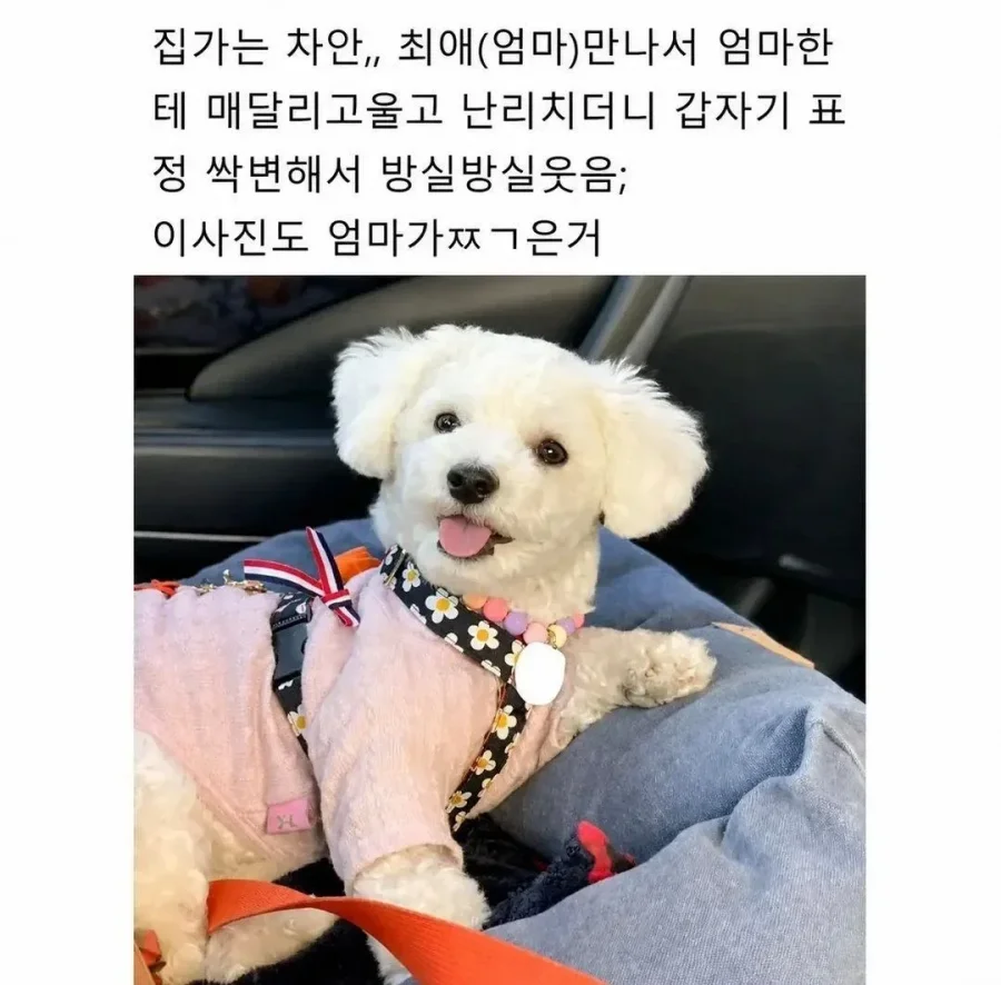 집순이 강아지를 데리고 제주도 여행