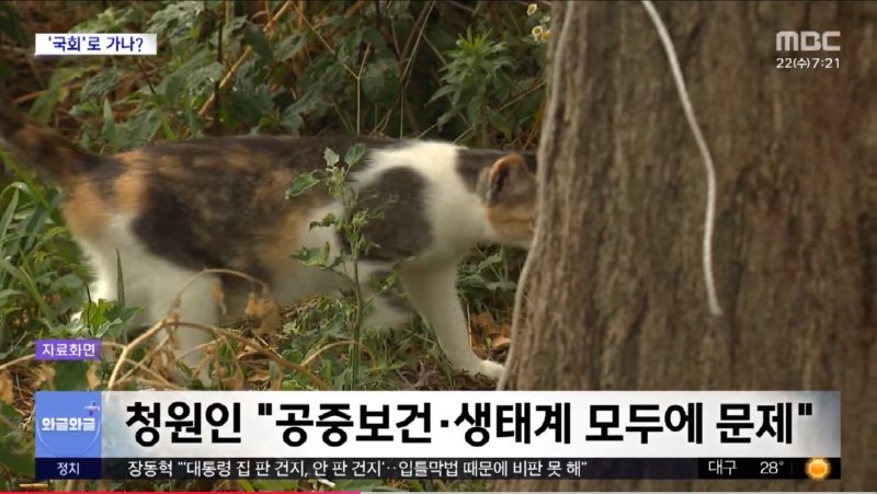 MBC) '캣맘' 사라지나?..'길고양이' 청원 4만 명 돌파