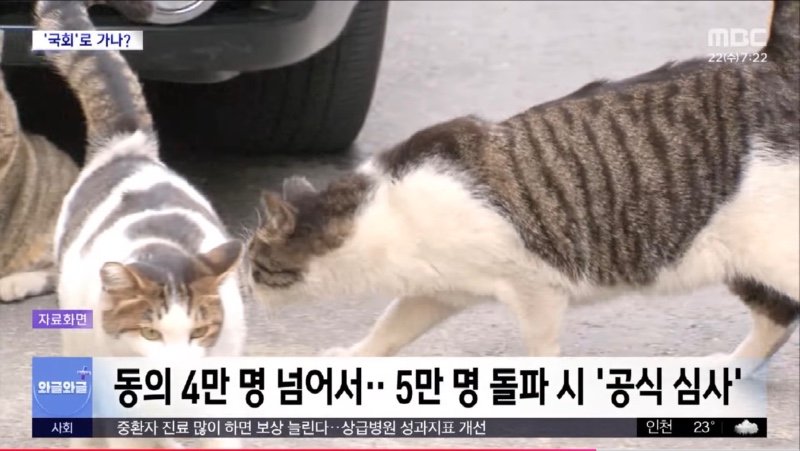 MBC) '캣맘' 사라지나?..'길고양이' 청원 4만 명 돌파