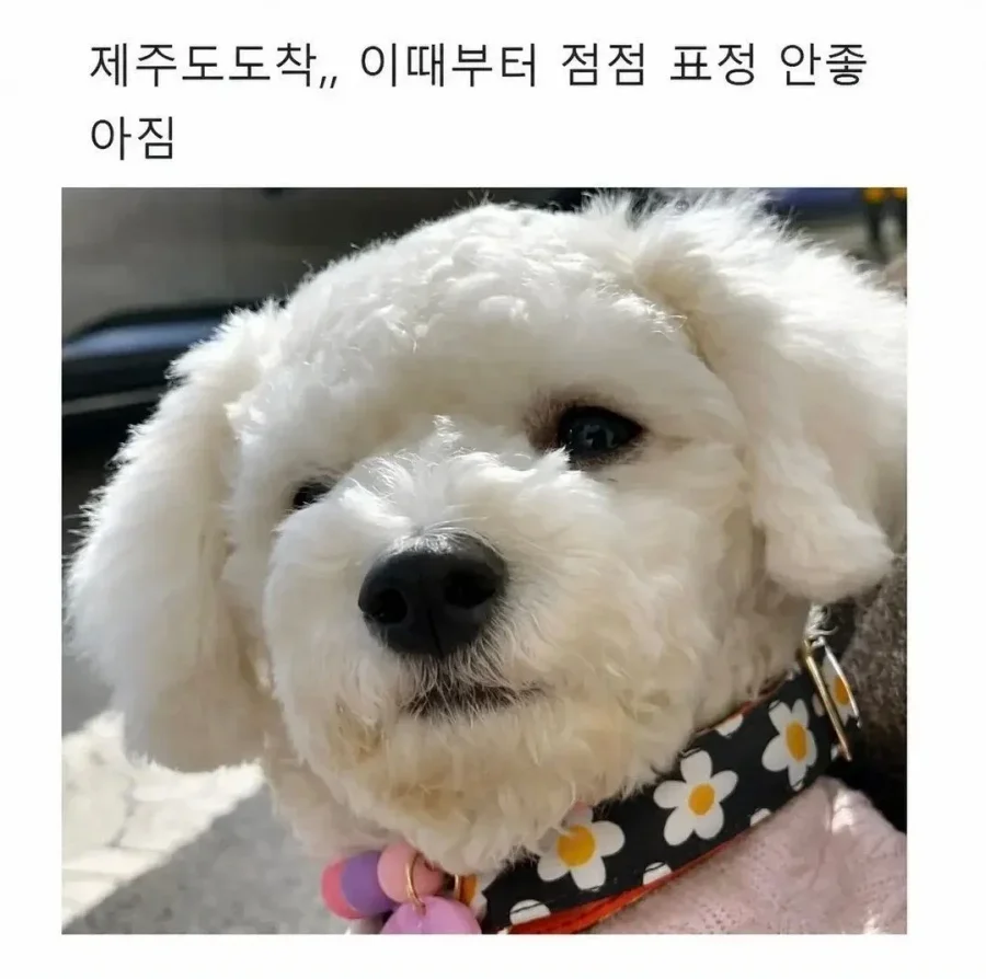 집순이 강아지를 데리고 제주도 여행