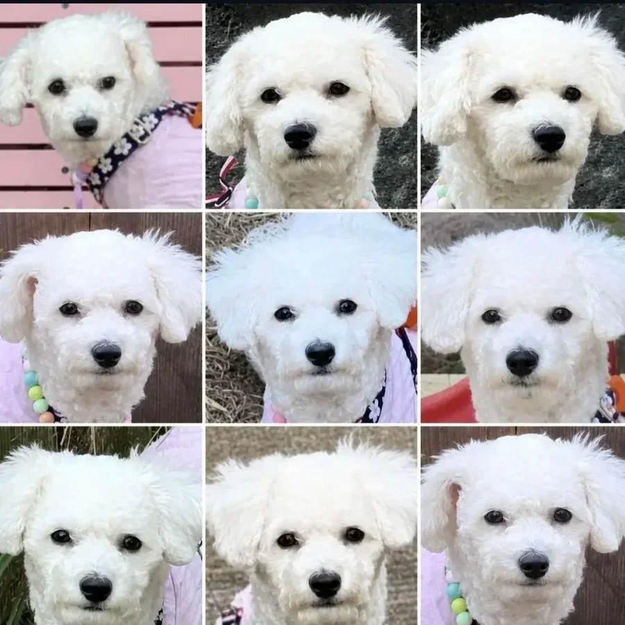 집순이 강아지를 데리고 제주도 여행