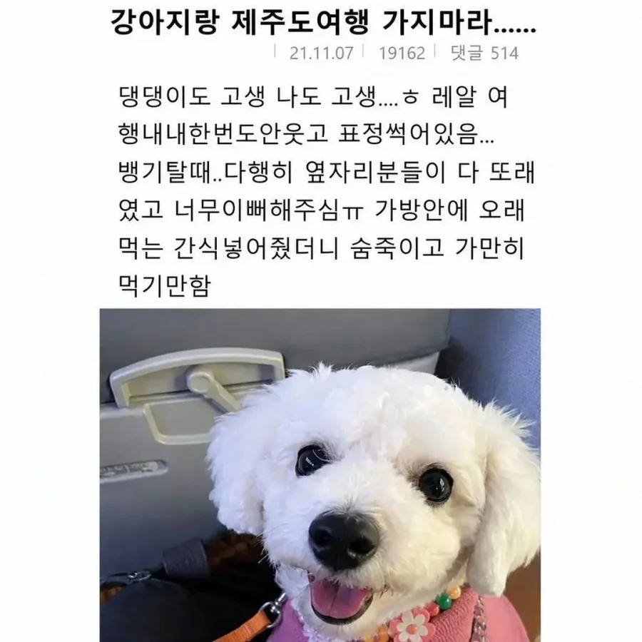 집순이 강아지를 데리고 제주도 여행
