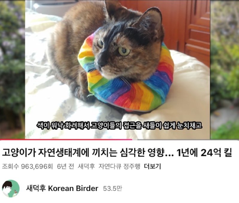 어쩌다 고양이 살처분론까지 나오게 됐을까? 진짜 범인을 알려드림