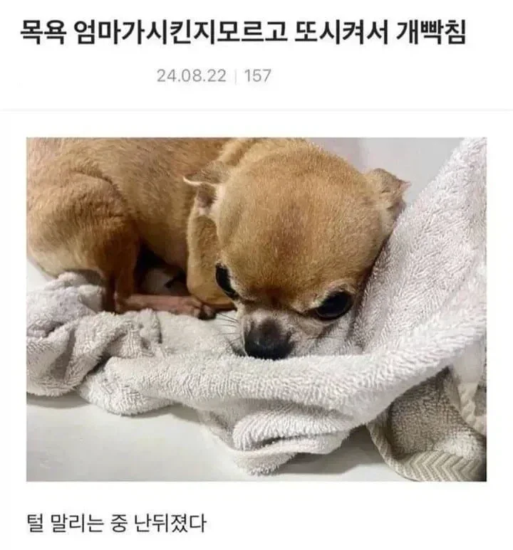 치와와가 개빡친 이유