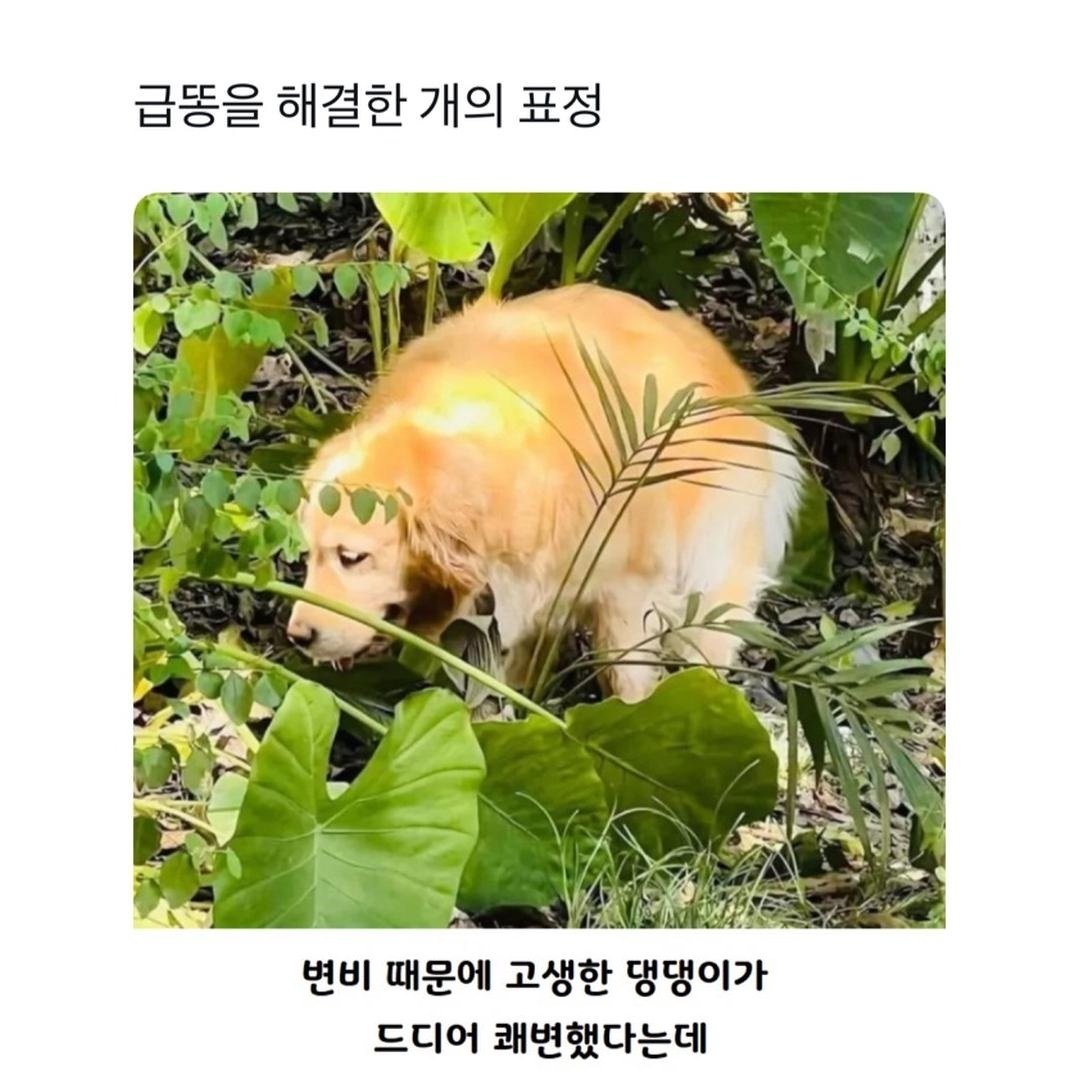 급똥 해결한 강아지 표정