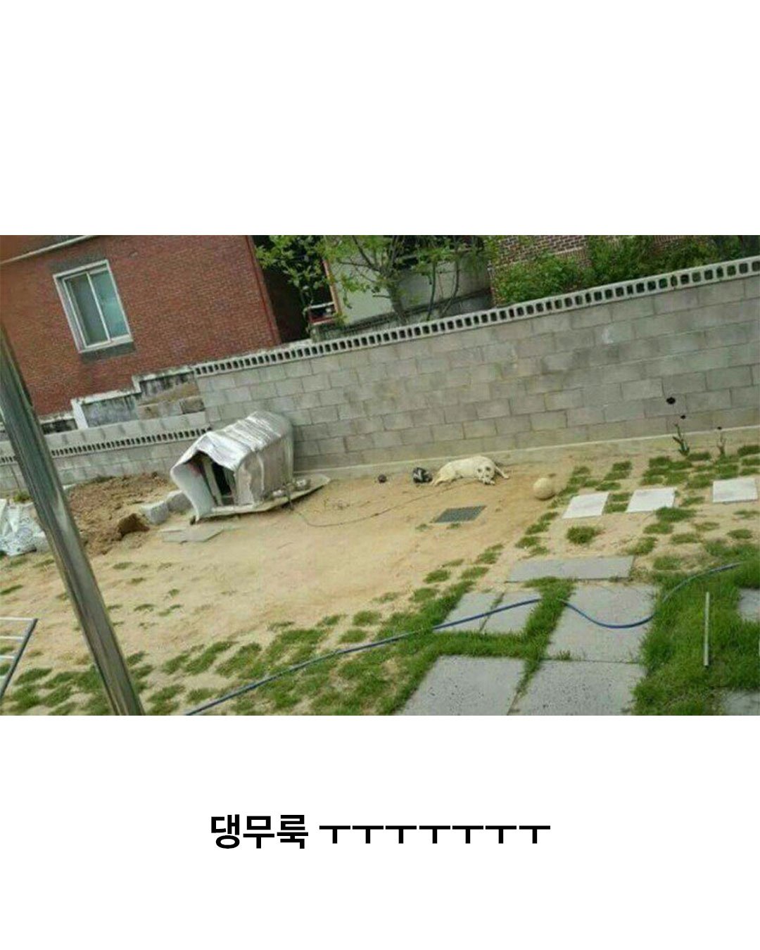 백구가 이틀간 우울해진 이유