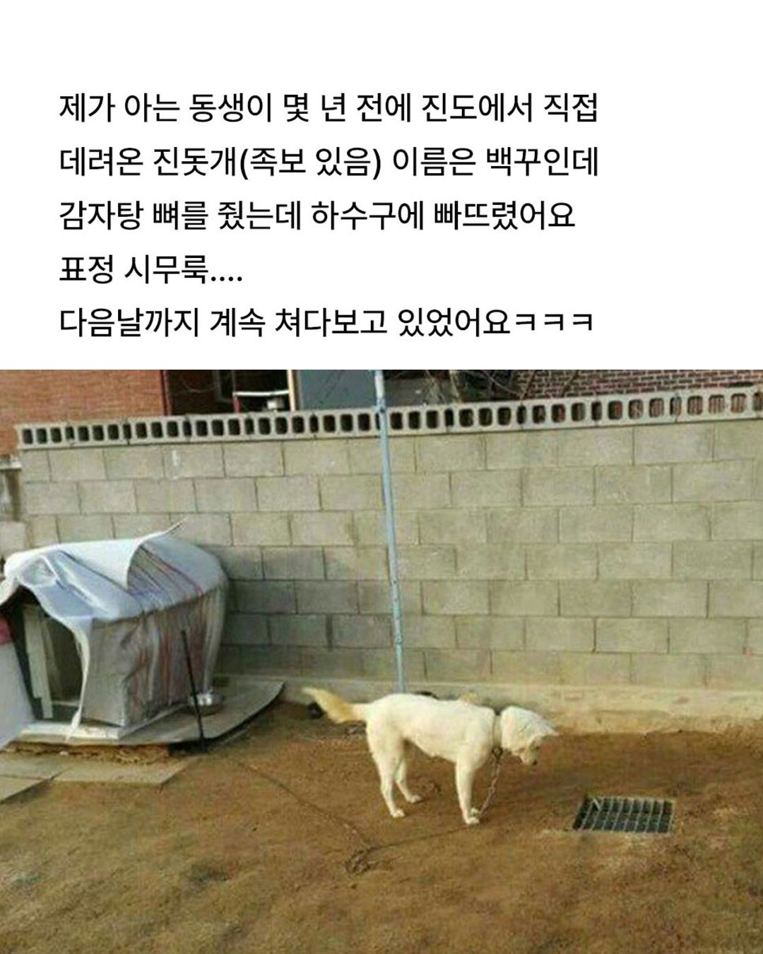 백구가 이틀간 우울해진 이유